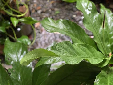 Beautiful shape of green leaf Stock Photos