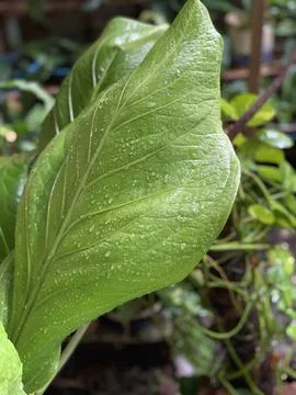 Beautiful shape of green leaf Stock Photos