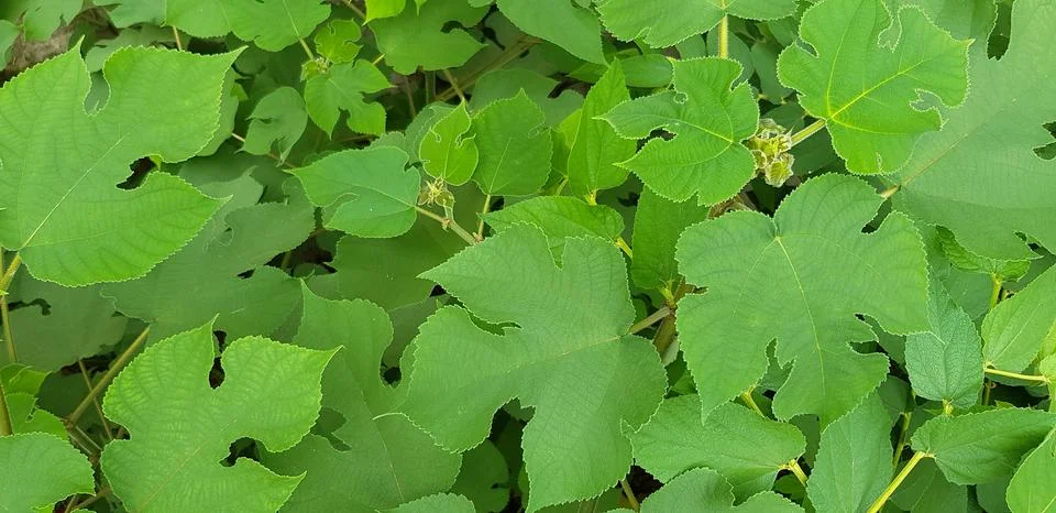 Beautiful shape of leaves pattern for background at garden park Stock Photos