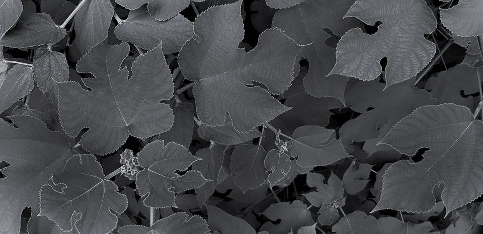 Beautiful shape of leaves pattern for background in black and white tone 스톡 사진