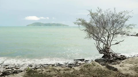 Beautiful shape of tree with wave sea on the beach and island 스톡 동영상 128943209