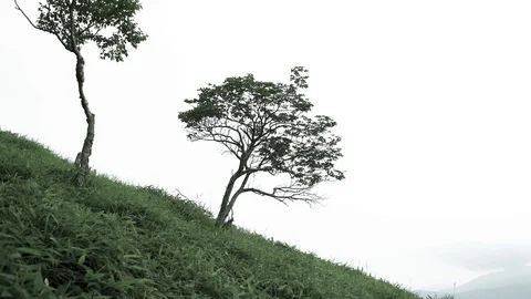 Beautiful Shape of Trees on Mountain Stock Footage 129303685