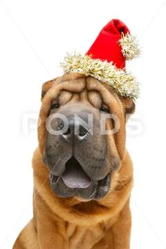 Beautiful shar pei puppy in christmas cap Stock Photos