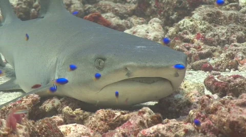 Beautiful shark Stock Footage