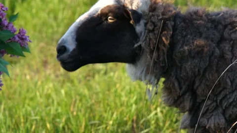 A beautiful sheep in the field sniffs a bouquet of flowers. Sheep in the field Video stock 197178917