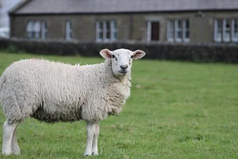 A beautiful sheep looking at the camera Stock Photos