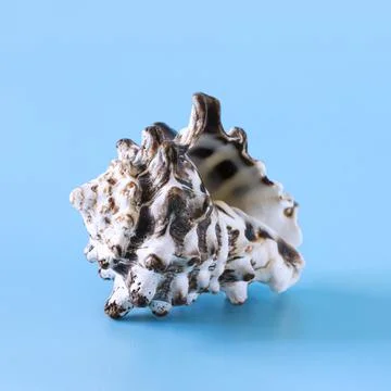 Beautiful shell on a blue background Stock Photos