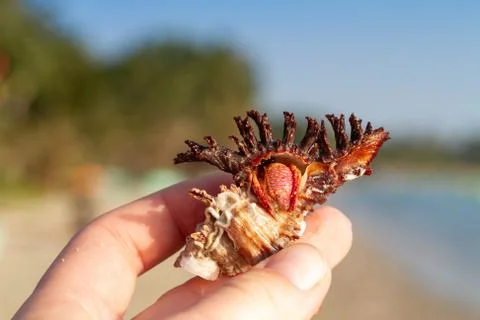 Beautiful shell with a crab in hand. Stock Photos