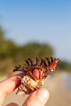 Beautiful shell with a crab in hand, vertical. Stock Photos