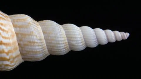 Beautiful Shell Stock Footage 22223275