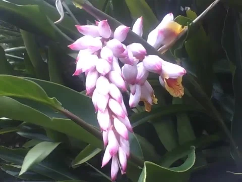 Beautiful shell ginger flower in botanical garden, very charming! Stock Footage 162680152