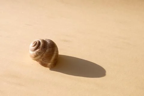 A beautiful shell on the sand on a beige background. Hard light and shadows. Stock Photos