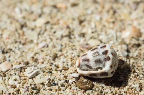 Beautiful shell on sand close up Stock Photos