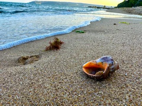 Beautiful shell on a sandy seashore Stock Photos