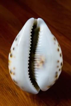 Beautiful shell of sea shellfish close-up. Stock Photos