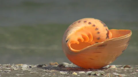 Beautiful shell sea wave ocean water summer holiday tropical island lifestyle  Stock Footage 39220089