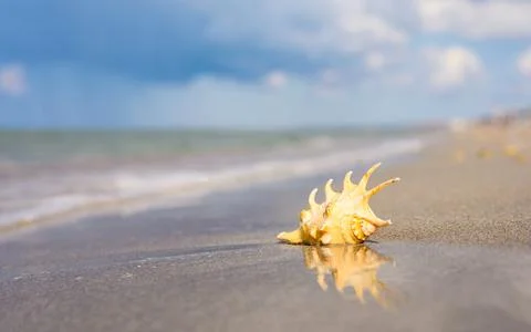 Beautiful shell on the seashore. Stock Photos