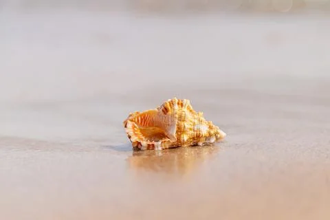 Beautiful shell on the seashore. Selective focus. Foto stock