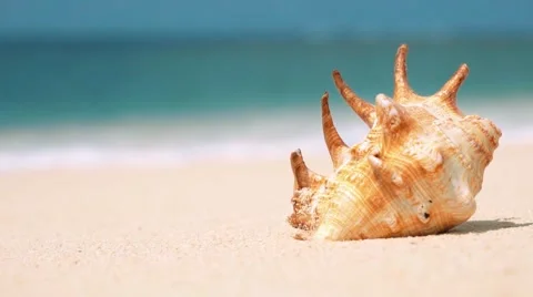 Beautiful shell on white sand beach washed by a wave Stock Footage 67412502