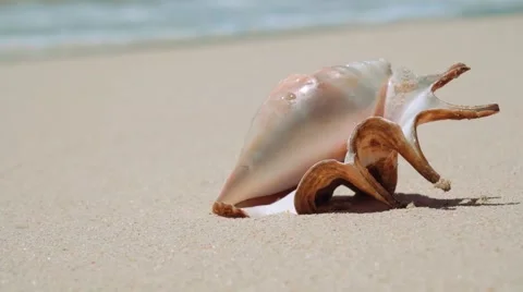 Beautiful shell on white sand beach, blurred waves in background 動画素材 67412814