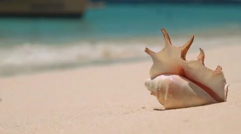 Beautiful shell on white sand beach, blurred waves in background Stock Footage 67412815