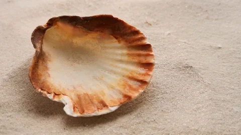 Beautiful shell on white sand beach Stock Footage 104723159