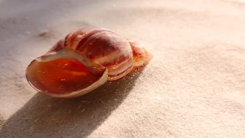 Beautiful shell on white sand beach Stock Footage 104821478