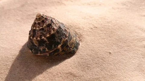 Beautiful shell on white sand beach Stock Footage 104821496
