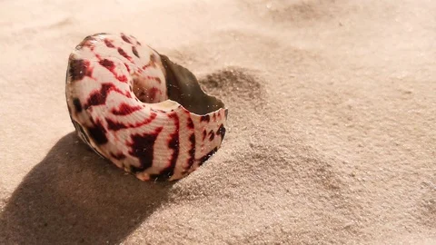 Beautiful shell on white sand beach Stock Footage 104821498