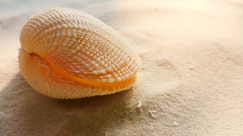 Beautiful shell on white sand beach Stock Footage 104821509