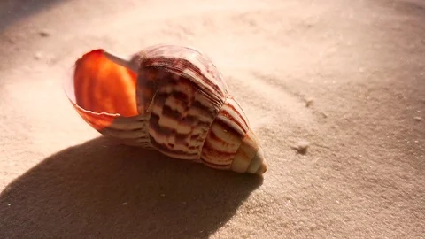 Beautiful shell on white sand beach Stock Footage 104821529