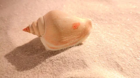 Beautiful shell on white sand beach Stock Footage 104821530
