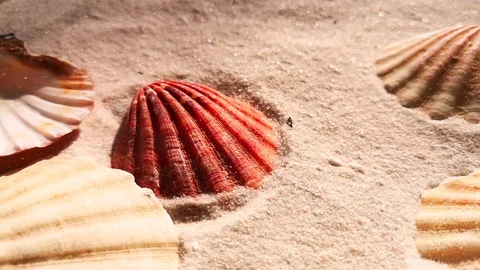 Beautiful shell on white sand beach Stock Footage 104821531