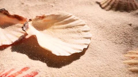 Beautiful shell on white sand beach, close up Stock Footage 104821537