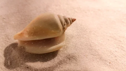 Beautiful shell on white sand beach Stock Footage 104821539