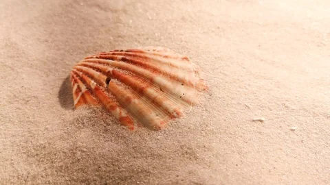 Beautiful shell on white sand beach Stock Footage 104821603