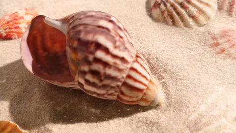 Beautiful shell on white sand beach Stock Footage 104821623