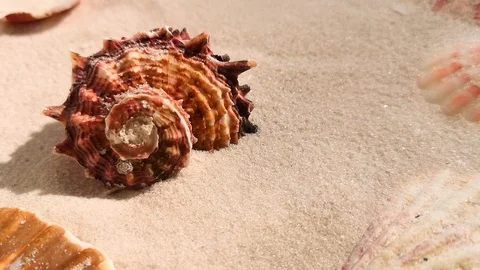 Beautiful shell on white sand beach Stock Footage 104821663