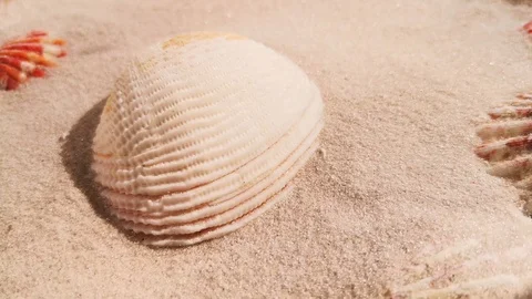 Beautiful shell on white sand beach Stock Footage 104821664