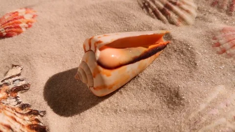 Beautiful shell on white sand beach Stock Footage 104821671