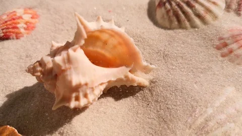 Beautiful shell on white sand beach Stock Footage 104821678