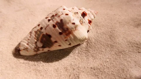 Beautiful shell on white sand beach Stock Footage 104821695