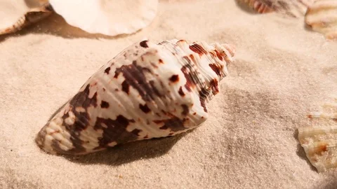 Beautiful shell on white sand beach Stock Footage 104821696