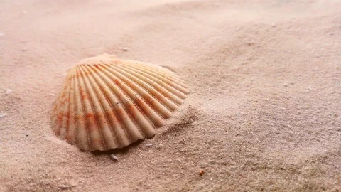 Beautiful shell on white sand Stock Footage 104701939