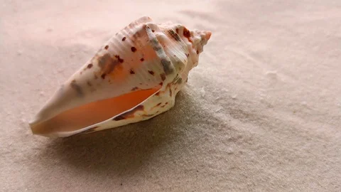 Beautiful shell on white sand Stock Footage 104701942