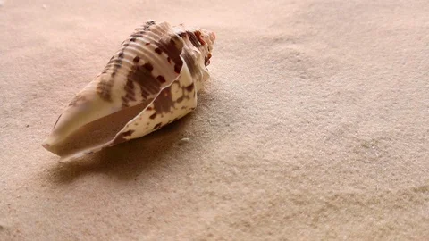 Beautiful shell on white sand Stock Footage 104701951