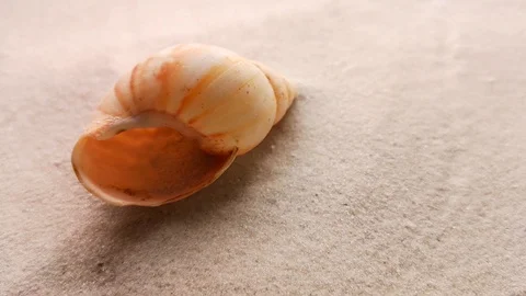 Beautiful shell on white sand Stock Footage 104701956