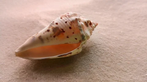 Beautiful shell on white sand Stock Footage 104701959