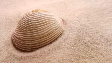 Beautiful shell on white sand Stock Footage 104701963