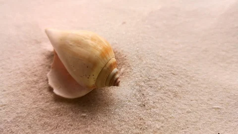 Beautiful shell on white sand Stock Footage 104701970